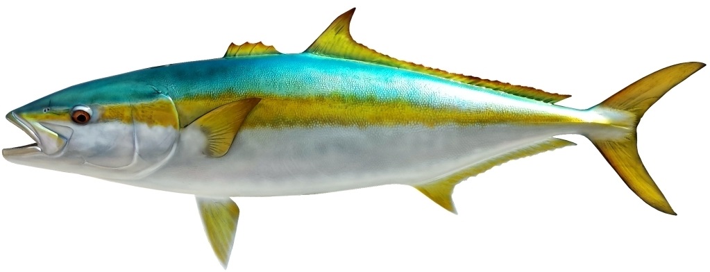 Rocky Point (Long Beach) #10 Yellowtail